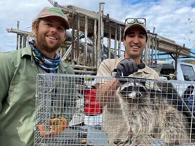 Bridgeport raccoon trapping